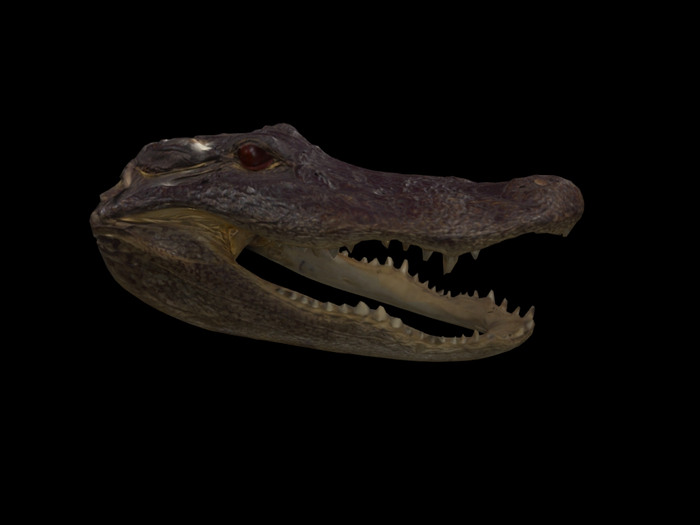 Full Perm Decor "Alligator Head"