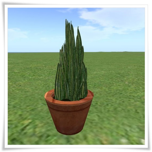 planta em vaso comum