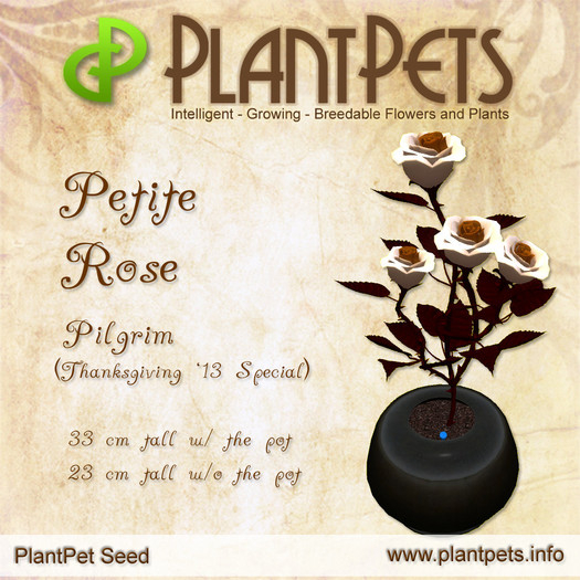 SUMMER SALE - PlantPet Seed [Petite Rose *Pilgrim*] - LIMITED EDITION THANKSGIVING DAY- free breeding - no extra costs
