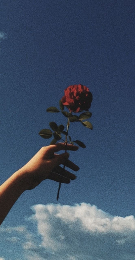 Last Inspire - Rose