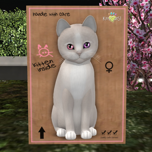 KittyCatS Box - New Born Kitten