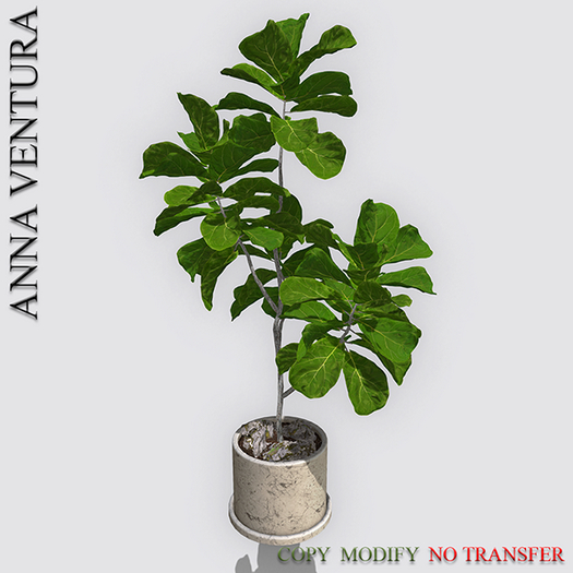 A.V _ Ficus in a ceramic pot