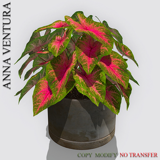 A.V _ Houseplant _Caladium