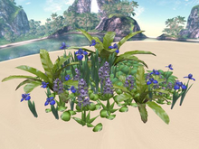 RW - Tropical flower plant garden *Mililani* c/m