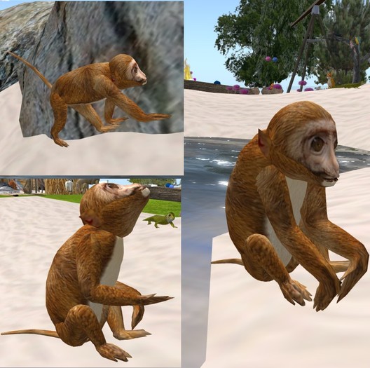 Young Macaque Monkey
