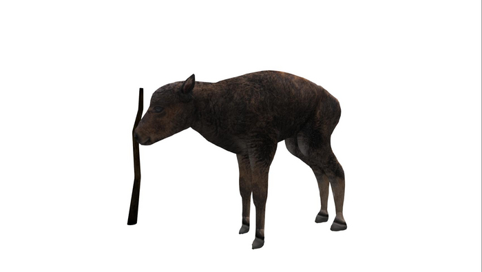 (AURA) BULL BOSK CALF 2.4b