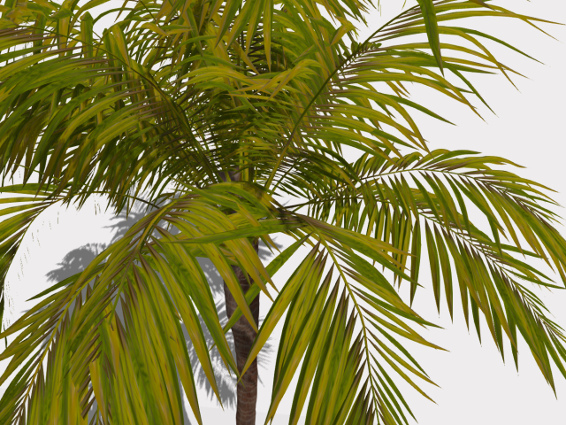 Little Palm Full Perm