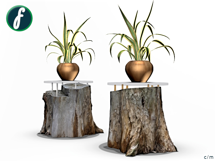 friller Spider Plant