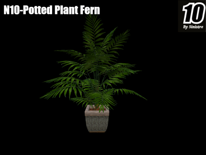 N10-Box- Potted Plant Fern