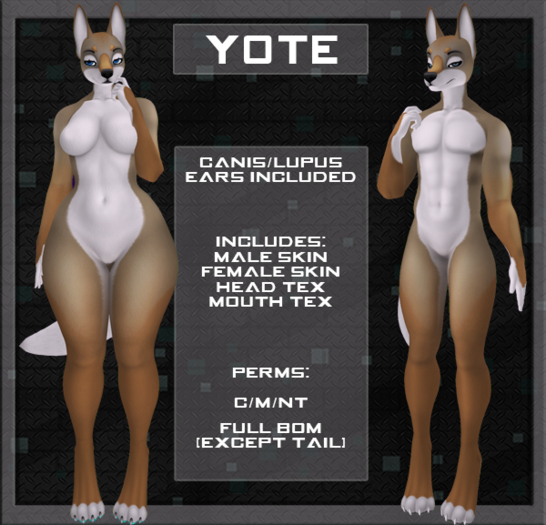 MonCafe - Yote (Canis/Lupus)
