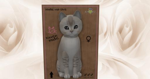 KittyCatS Box - New Born Kitten