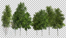 526 - Row of Trees - Garden - Home - Land Decoration