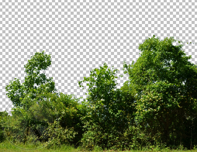 533 - Bushes and Trees - Land Divider - Land Decoration - Privacy Screen