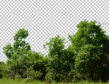533 - Bushes and Trees - Land Divider - Land Decoration - Privacy Screen