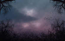 536 - Halloween - Scary Dark Red Sky - Black Birds - Black Trees - Background - Land Divider - Privacy Screen