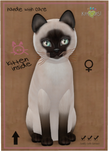 KittyCatS Box - Siamese - Seal