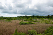 538 - Summer - Denmark - Dark Clouds - Fields - Trees - Bushes - Land Divider - Privacy Screen