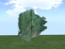 Arkads 1 Prim Oregon Jade Mugo Pine