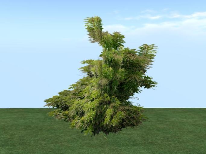 Arkads 1 Prim Lily Of The Valley Shrub v3