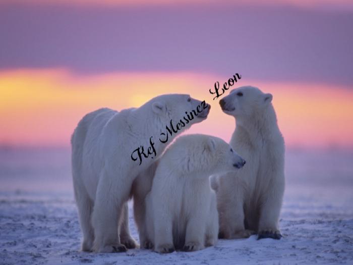 Polar Bears