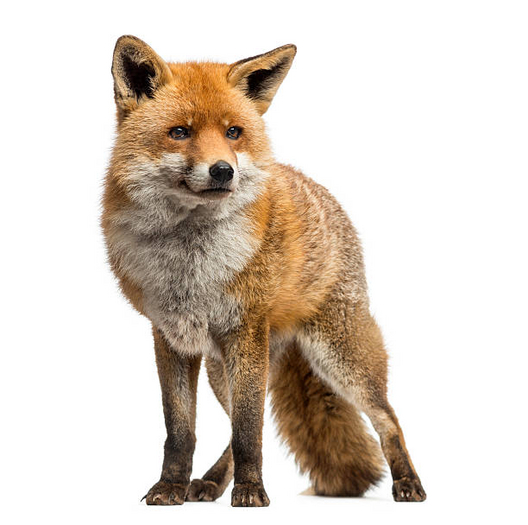 Fox Trivia by Sweet Mercury