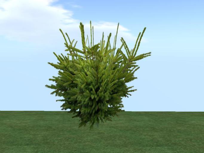 Arkads 1 Prim Mountain Pine