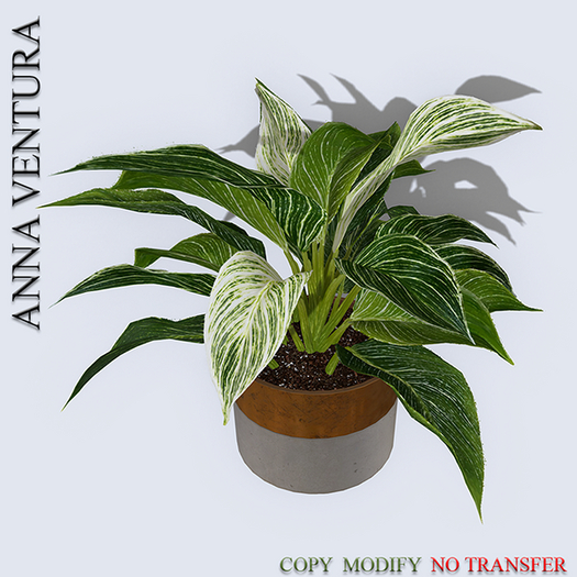 A.V _ Houseplant _Philodendron_01