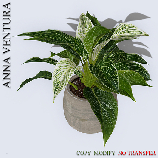 A.V _ Houseplant _Philodendron_02
