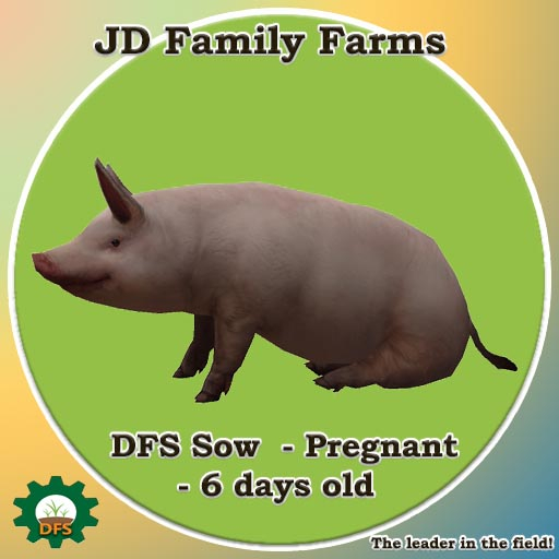 DFS Sow  - Pregnant - 6 days old - ready to give baby 