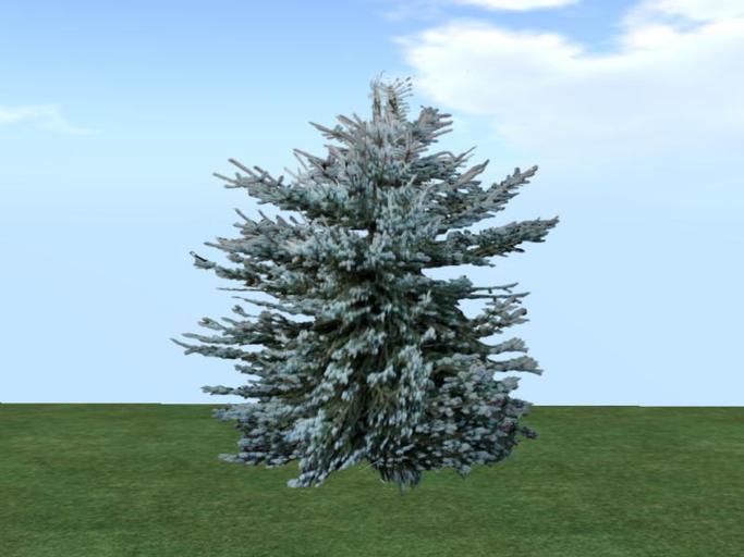 Arkads 1 Prim Blue Spruce v3