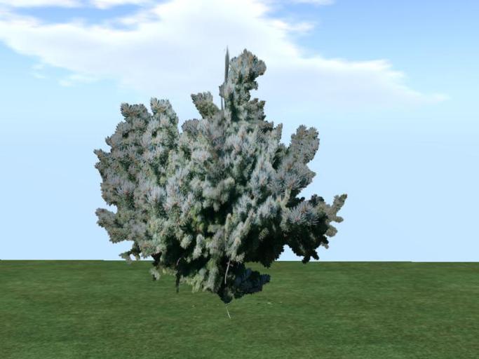 Arkads 1 Prim Blue Spruce v1