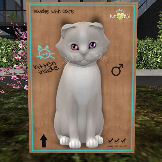 KittyCatS Box - New Born Kitten