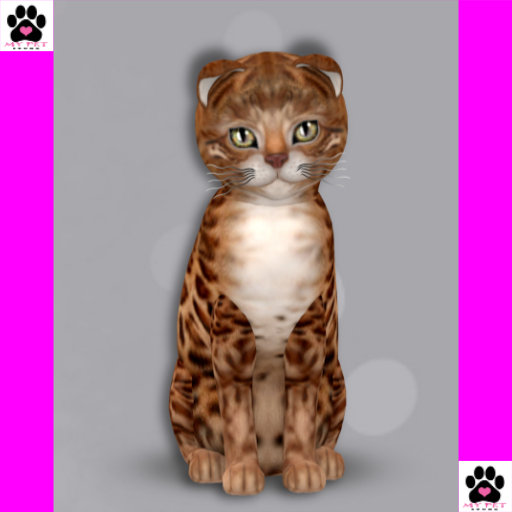 KittyCats Box 135 - Female 9T Bengal Copper