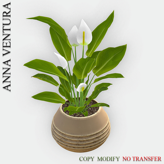 A.V _Potted Plant  _Cala