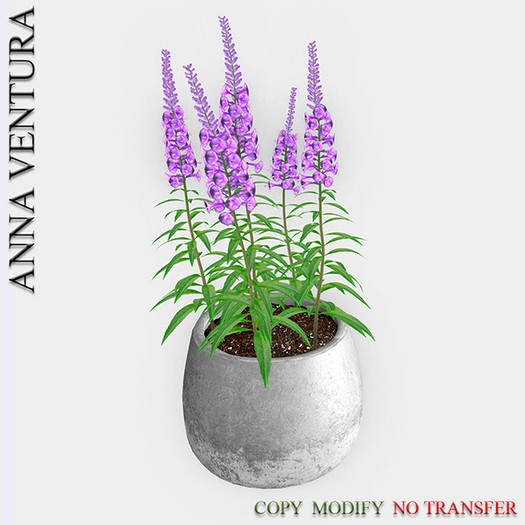 A.V _Houseplant _Delphinium_02