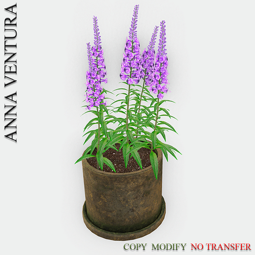 A.V _Houseplant _Delphinium_01
