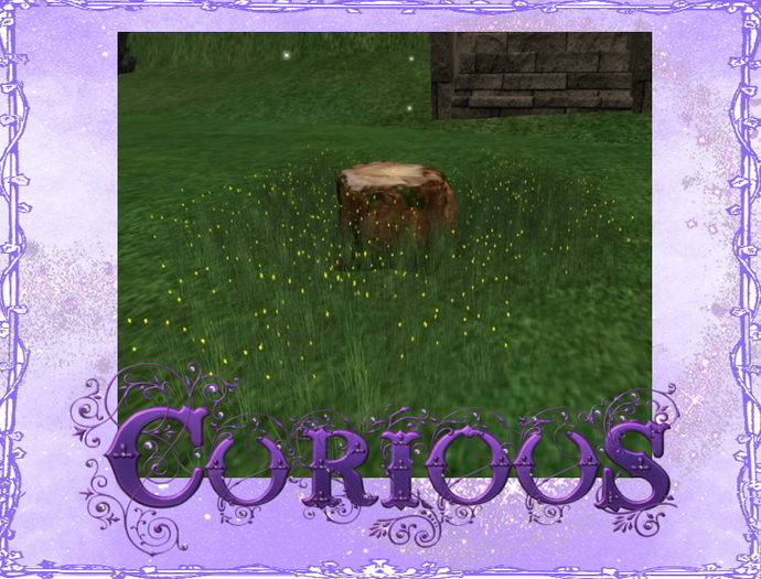 Curious tree stump 
