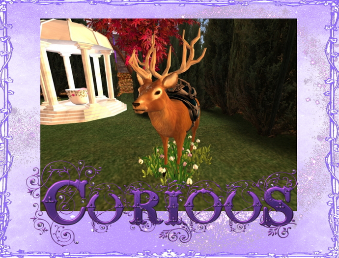 Deer