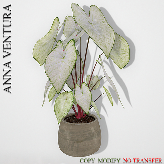 A.V _Houseplant _Caladium Moonlight