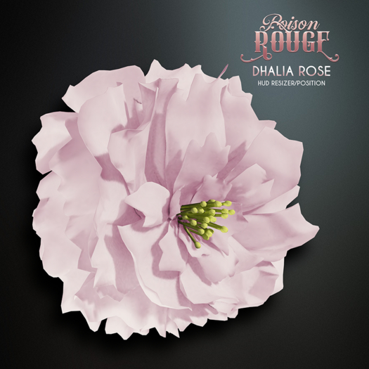 POISON ROUGE Dhalia Rose