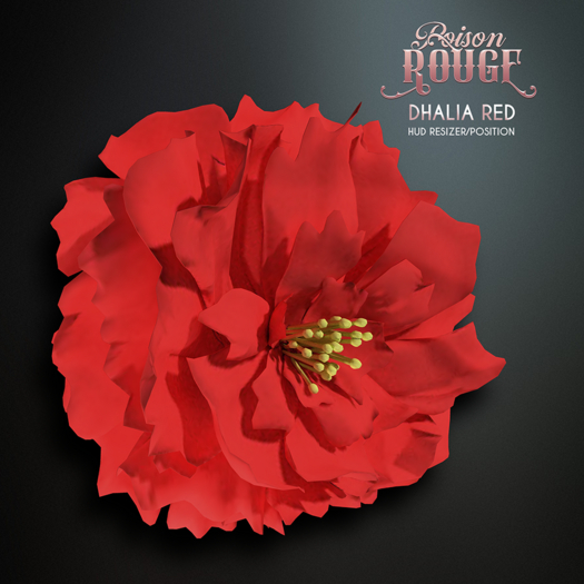 POISON ROUGE Dhalia Red