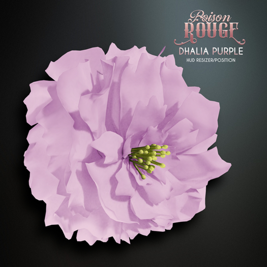 POISON ROUGE Dhalia Purple