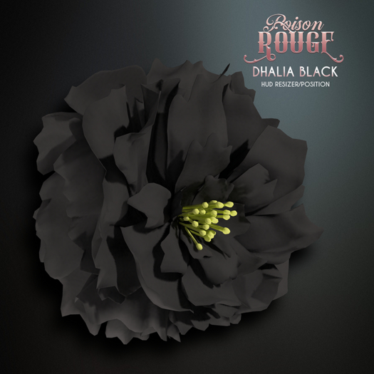 POISON ROUGE Dhalia Black