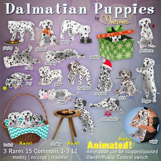 16-Mutresse-Basket-Dalmatian Puppies RARE