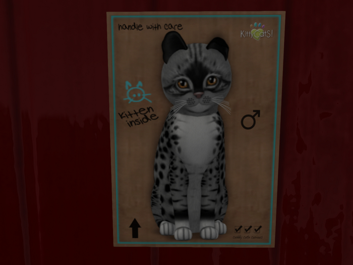 KittyCatS Box - New Born Kitten