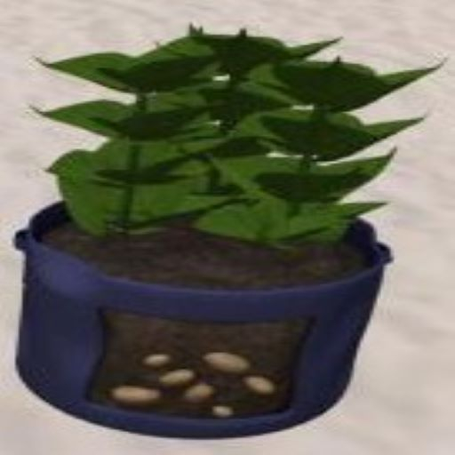 DFS Potato Plant - Bag Planter Blue (Uber May 2022)