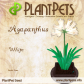 PlantPet Seed [Agapanthus *White*] Common