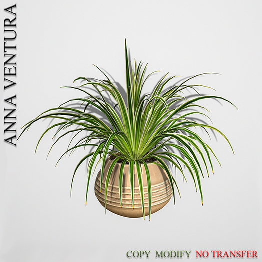 A.V _Potted Plant _Chlorophytum