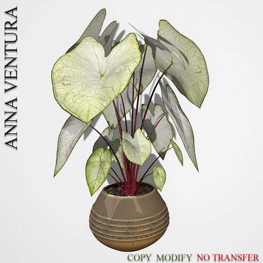 A.V _Potted Plant  _Caladium Moonlight