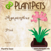 PlantPet Seed [Agapanthus *Pink*] Rare Elite 